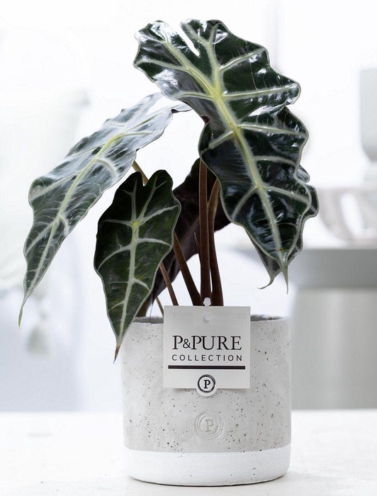 <h4>Alocasia Polly in P&PURE Jade pot</h4>