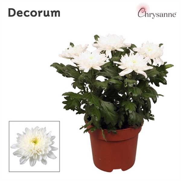 <h4>Chrysanne Zembla 6 pp White</h4>