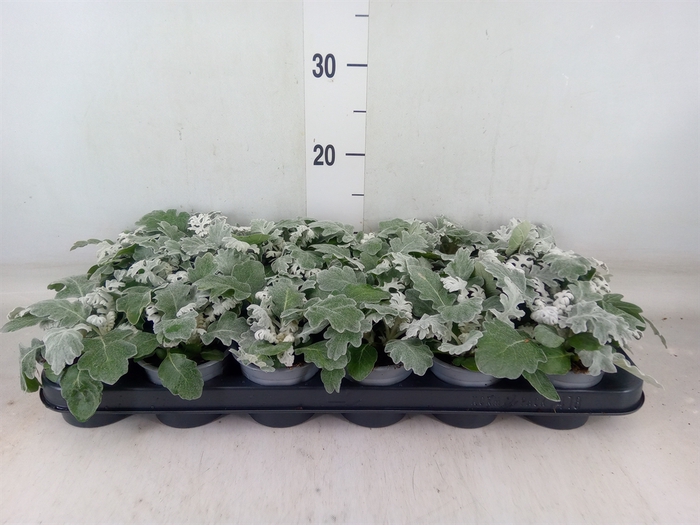<h4>Jacobaea maritima</h4>