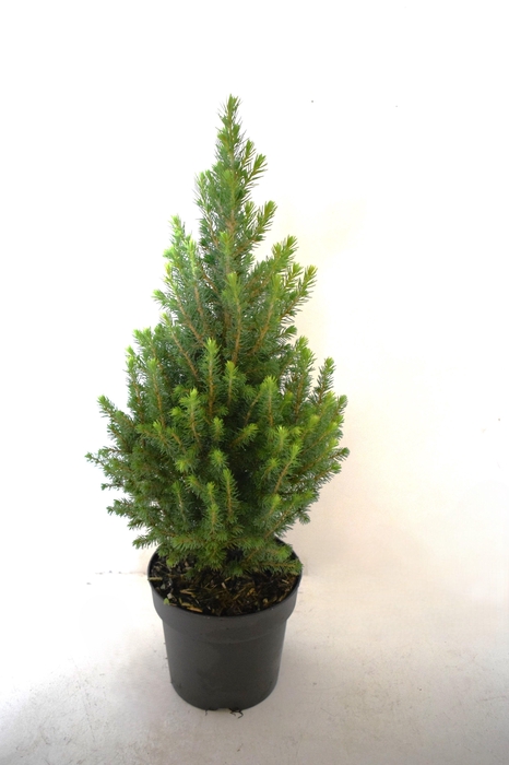 <h4>Picea glauca Perfecta 65cm P17</h4>