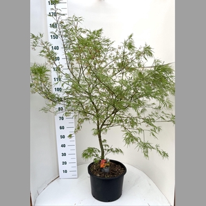 ACER PALM DISSECTUM