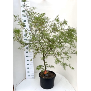 ACER PALM DISSECTUM