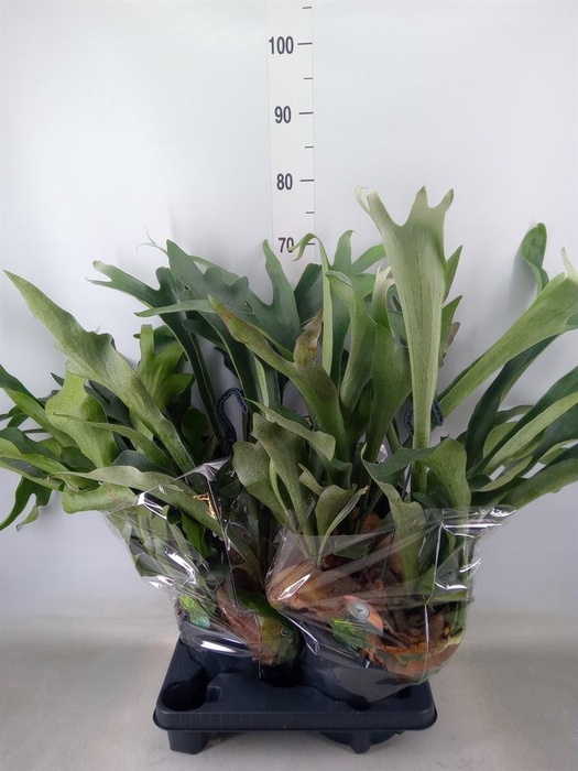 <h4>Platycerium bifurc.</h4>