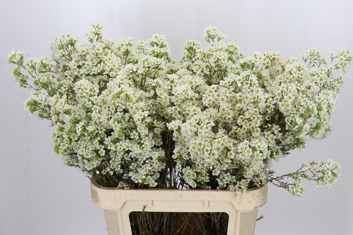 <h4>Chamelaucium Dawn Pearl</h4>