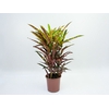 CROTON ELEANOR ROOSEVELT P24