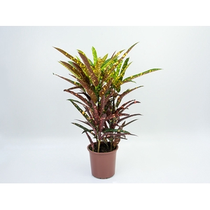 CROTON ELEANOR ROOSEVELT P24