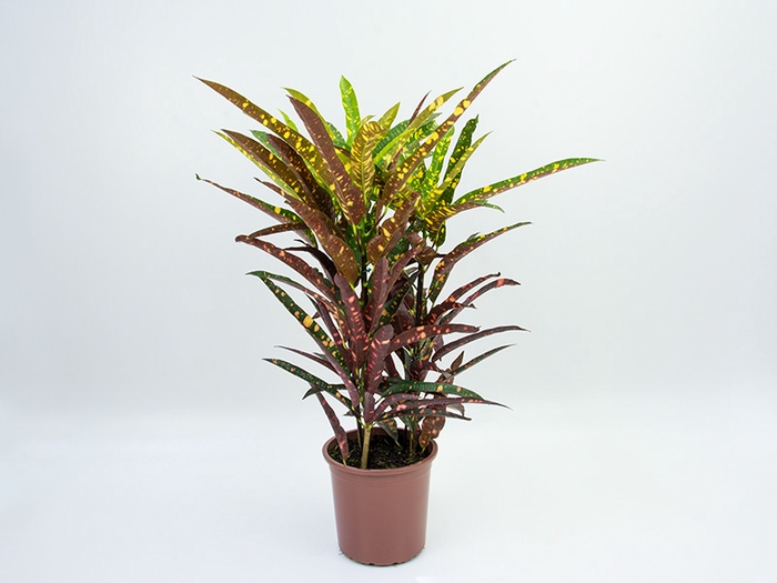 CROTON ELEANOR ROOSEVELT P24