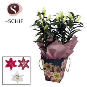 Oriental 17cm Bag BLUSH green