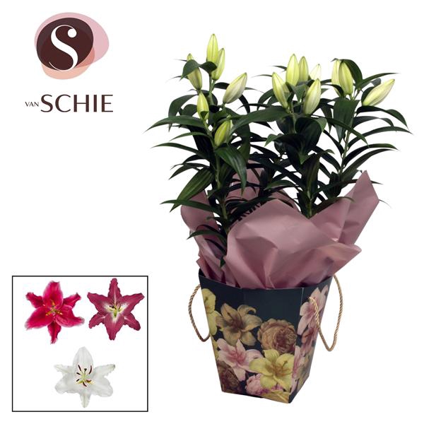 <h4>Oriental 17cm Bag BLUSH green</h4>
