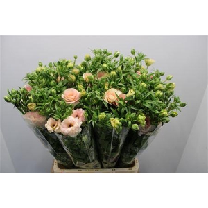 Ranunculus Magic Mascarpone