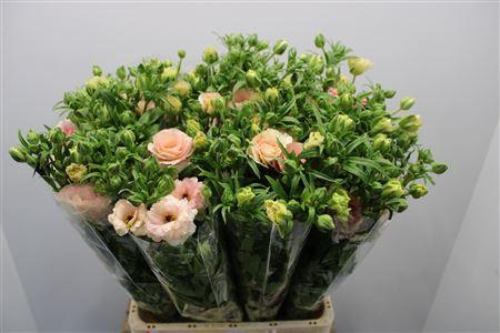 <h4>Ranunculus Magic Mascarpone</h4>