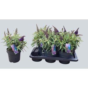 Budd Bfc Litt Purple