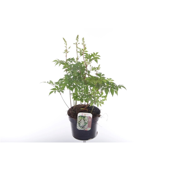 <h4>Astilbe Japonica Irrlicht</h4>