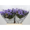 Limonium Sinuatum Mermaid Wings
