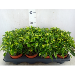 Ficus benja. 'Green Kinky'