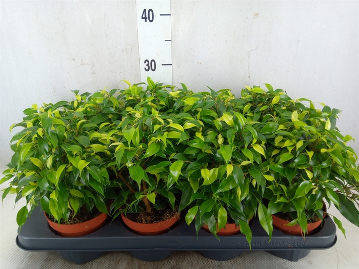 <h4>Ficus benja. 'Green Kinky'</h4>