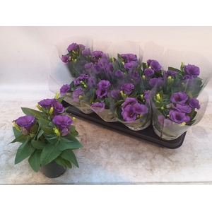 EUST BOLERO DEEP BLU