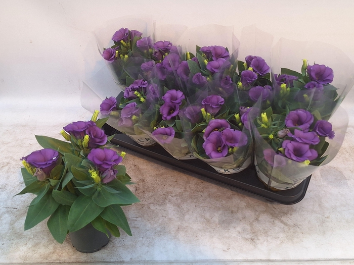 <h4>EUST BOLERO DEEP BLU</h4>