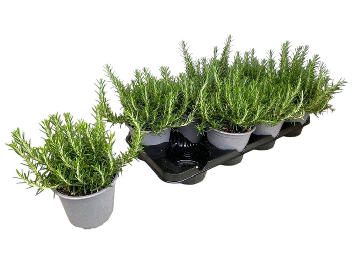 <h4>Rosmarinus Prostratus Bush</h4>