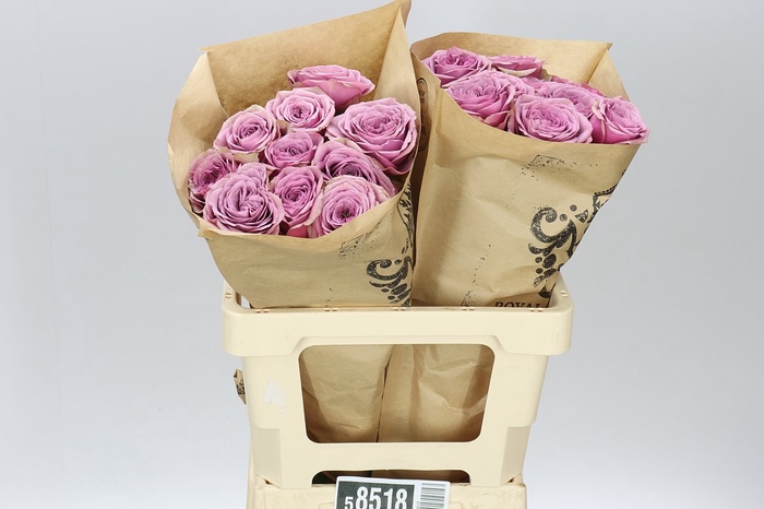 <h4>Rosa Gr Garden Smokey Eyes</h4>
