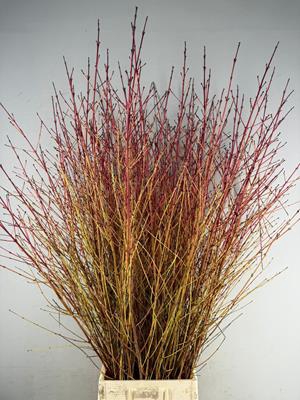 <h4>Cornus Winter Beauty 110/130cm</h4>