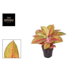 Aglaonema overig
