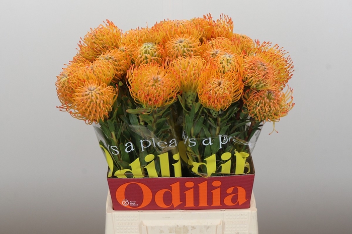 Nutans Ayoba Sun