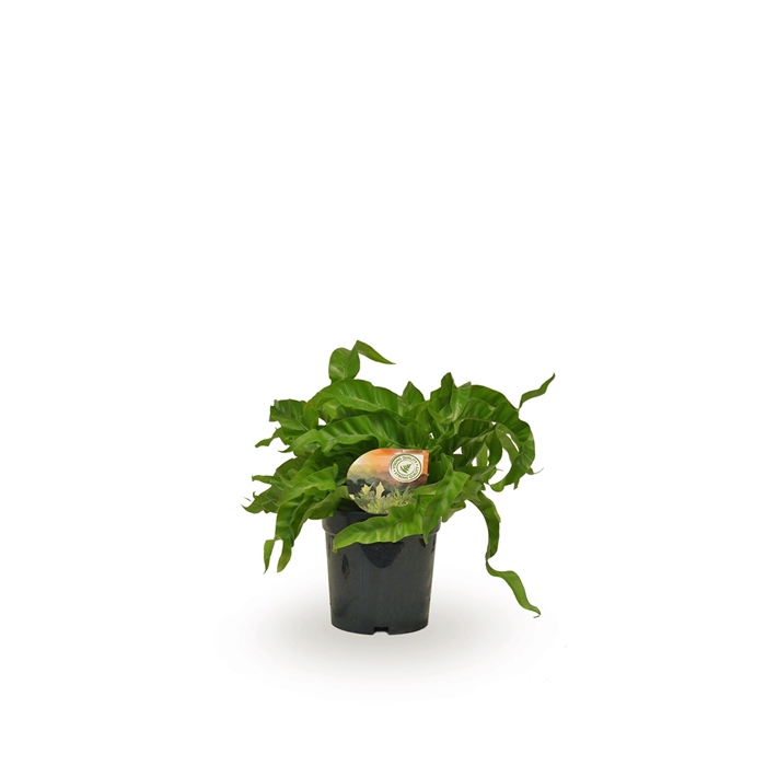 <h4>Asplenium Hurricane</h4>