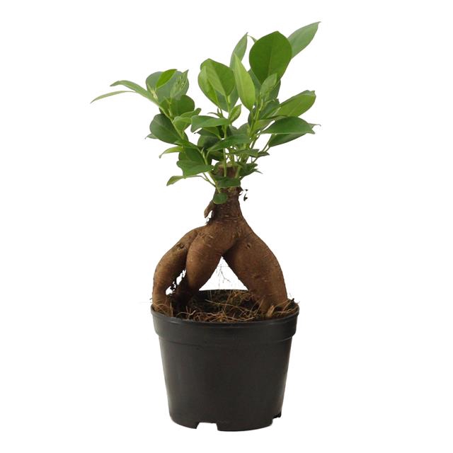 Ficus Ginseng 9 Cm Retusa