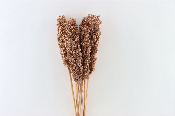 <h4>Dried Sorghum 6pc Brown Bunch</h4>