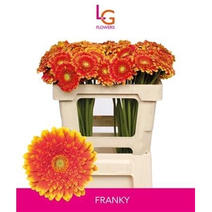 Germini Franky Water