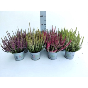 Calluna vulg. 'Beauty L'  ..mix