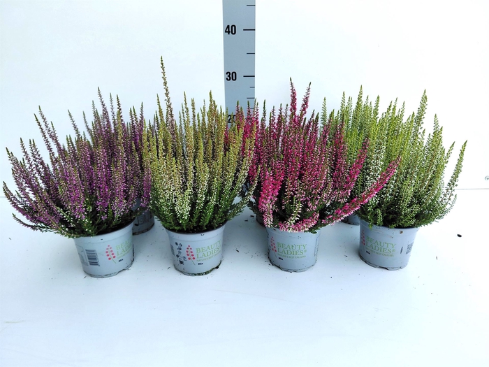 <h4>Calluna vulg. 'Beauty L'  ..mix</h4>