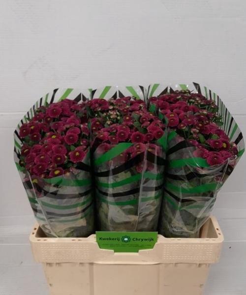 <h4>CHR SAN PURPETTA</h4>