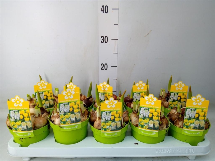 <h4>Bolbloemen   ...mix</h4>