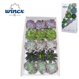 Echeveria Autumn Mix (wincx) Cutfl (5 Spcs)