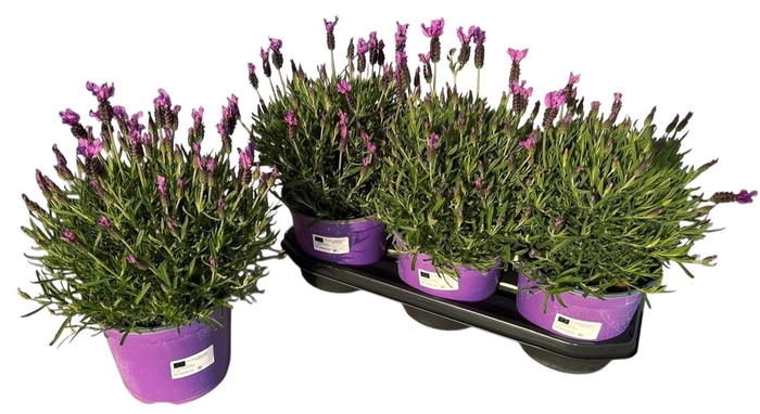 <h4>LAVAN STOECHAS</h4>