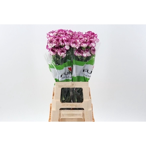 Dianthus ST 'Kino'