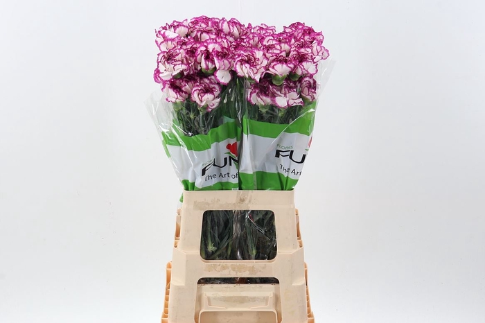 <h4>Dianthus ST 'Kino'</h4>