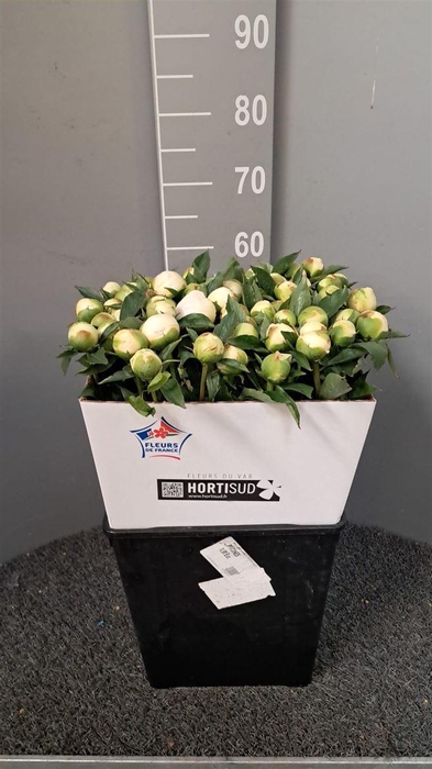 <h4>Paeo L Duches D Nemo Bianco</h4>