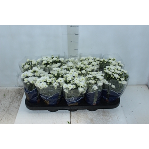 CRISANTEMO MINI P11 BRANCO