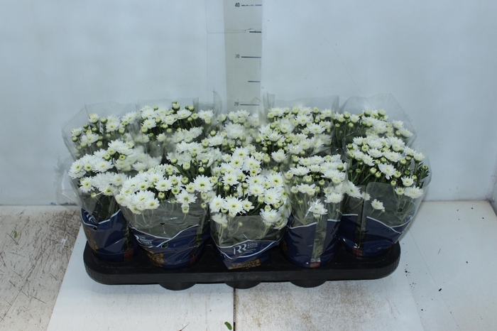 <h4>CRISANTEMO MINI P11 BRANCO</h4>