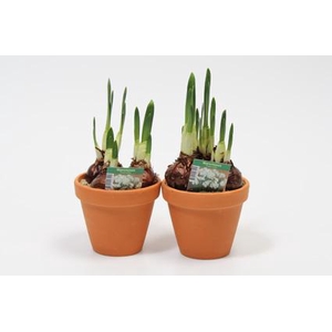 NARCISSUS CYCLAMINEUS (terracotta pot) wit en geurend