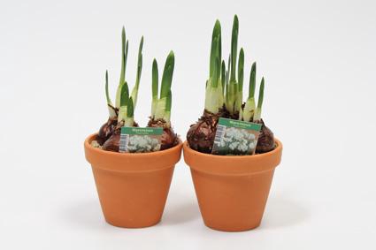 <h4>NARCISSUS CYCLAMINEUS (terracotta pot) wit en geurend</h4>