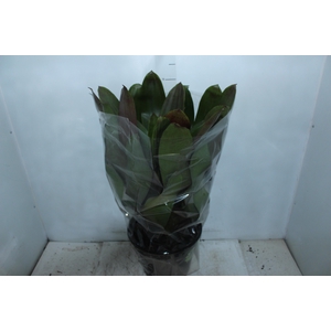 BROMELIA IMPERIAL P27 VERDE/VERMELHO