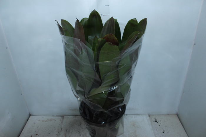 <h4>BROMELIA IMPERIAL P27 VERDE/VERMELHO</h4>