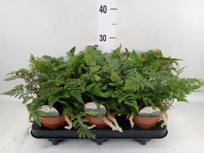 <h4>Humata griffithiana var. tyermannii</h4>