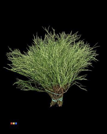 <h4>Vaccinium / Heidelbeer Metallic Green</h4>