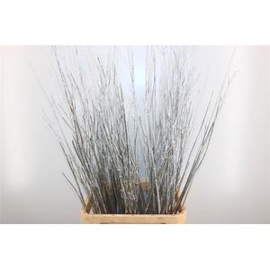 Dried Cornus 20pcs Silver Bunch