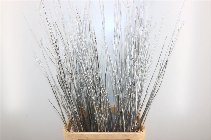 Dried Cornus 20pcs Silver Bunch